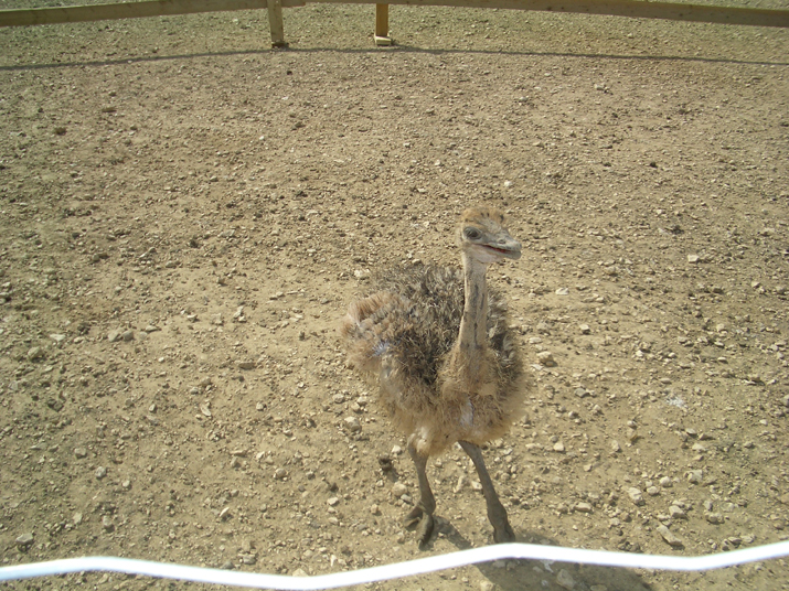 2004-08 Autruches 000.JPG